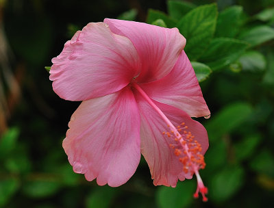 Pink Hibiscus.jpg