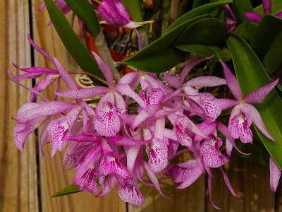 Orchid14lens.jpg