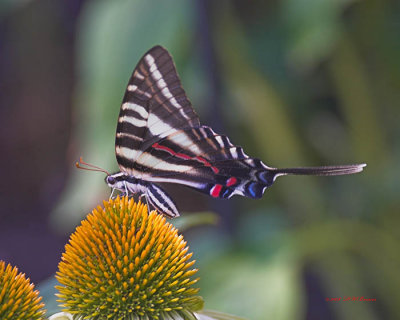 Butterflies and Moths