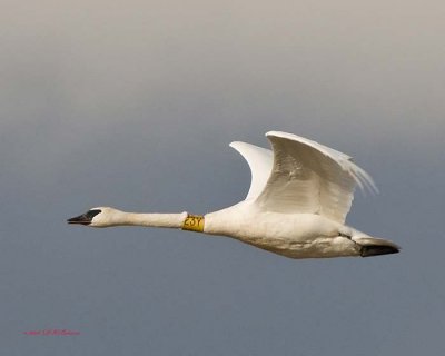 trumpeter_swans