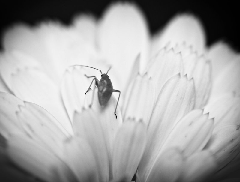 3 August - Greenfly on white flower