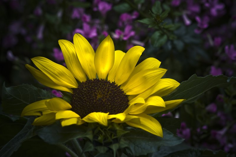 21 June - SUNflower