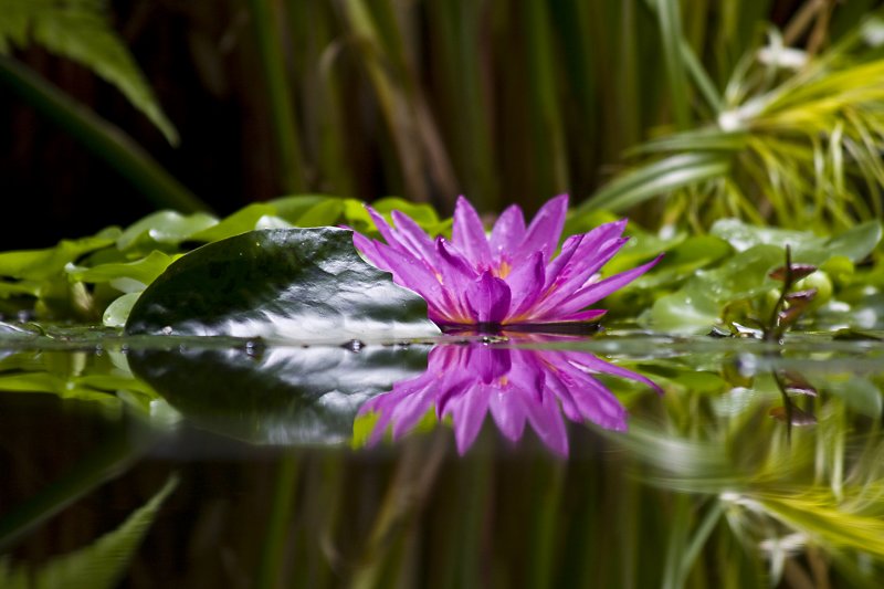 Lily reflections