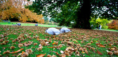 Geese & chestnuts