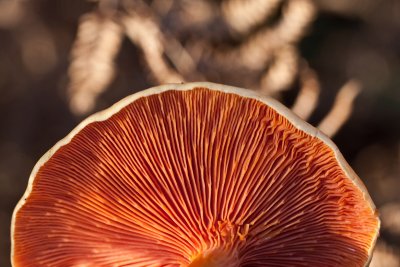 Fungi Foray 7 November