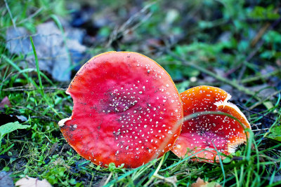 Fungi Foray 7 November