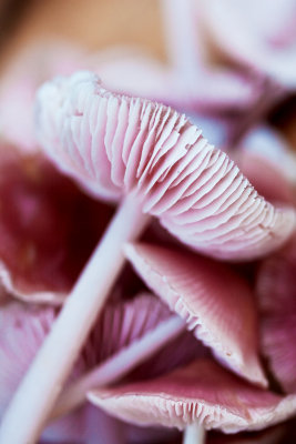Fungi Foray 7 November
