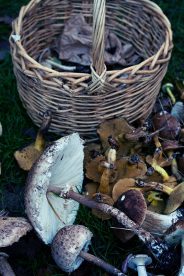 Fungi Foray 7 November