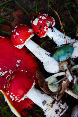 Fungi Foray 7 November