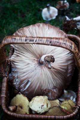 east_harling_forest