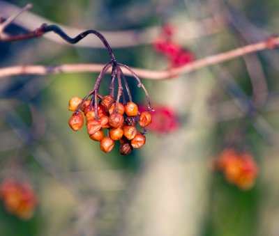 16 November - berries