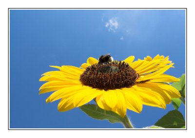 Sunflower bee