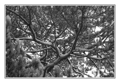 Creepy branches