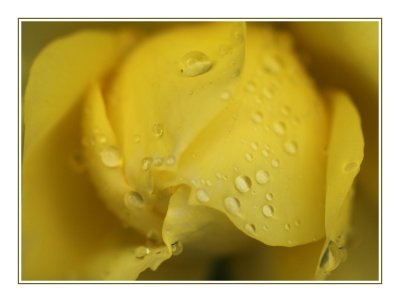 A soggy rose