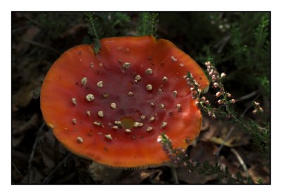 Large Fly Agaric