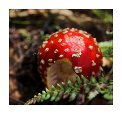 Fly Agaric minus a bite