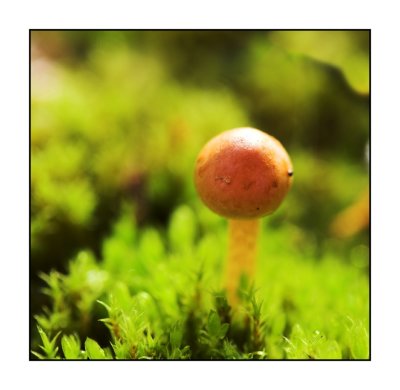 Mushrooms in moss