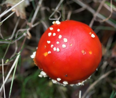 Fly Agaric