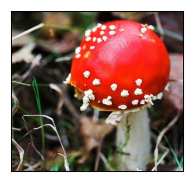 8 October - Fungi Fun!