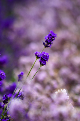 Lavender