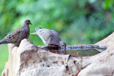 TPH doves on birdbath FB3B8676.jpg