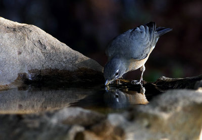 TPH Robin drinking shot by Kevin T0L8729.jpg