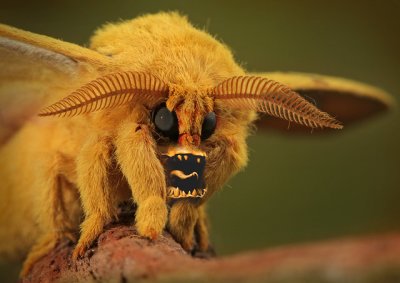 Moth-Monster.jpg