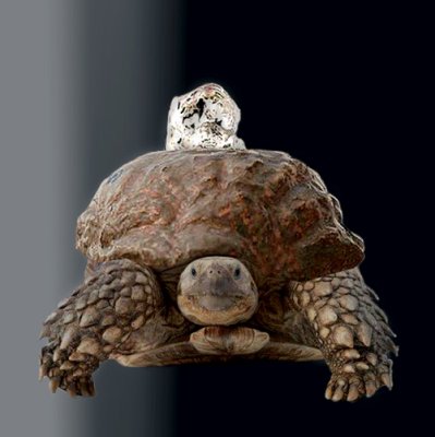 Tortoise-fountain.jpg