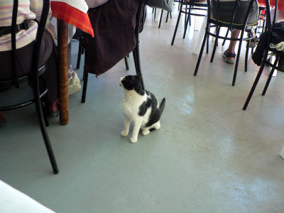 Every restaurant has a cat.