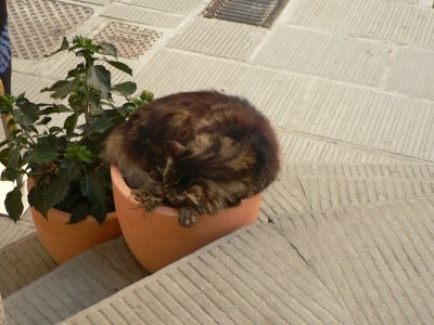 Cat in a flowerpot!