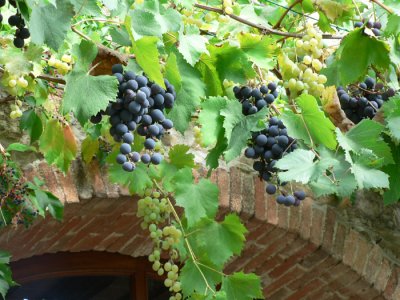 Grapes above the shop entrance.