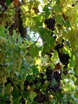 Grapes above the shop entrance - both green & red
