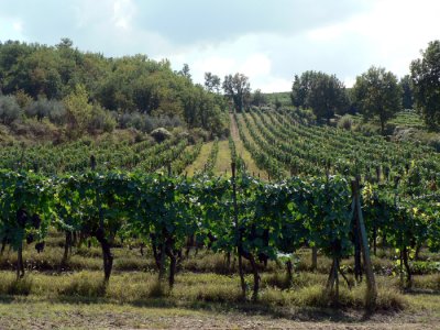 Same vineyard