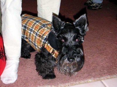 Dapper dog