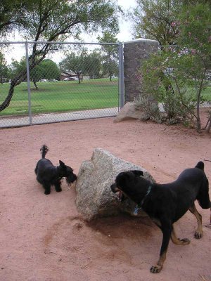 The best rock in the dog park
