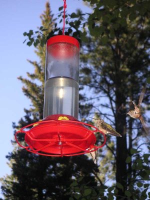 Hummingbirds abound