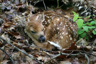 Odocoileus virginianus