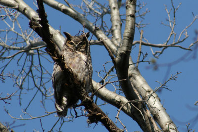 Bubo virginianus