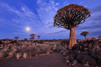 Quiver Trees & Giants Playground - Keetmanshoop