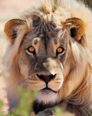 Kalahari Lions