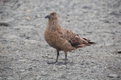 Brown Skua - Foul Tempered Bird!