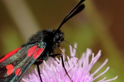 5 Spot Burnet Moth