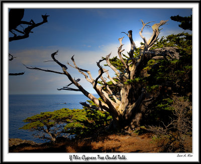 Old Cypress Tree.jpg