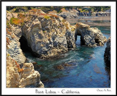 Point Lobos_CA.jpg
