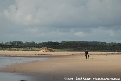 A walking dog leading his chief