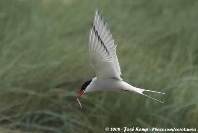 Noordse Stern / Arctic Tern