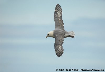 Noordse Stormvogel / Northern Fulmar