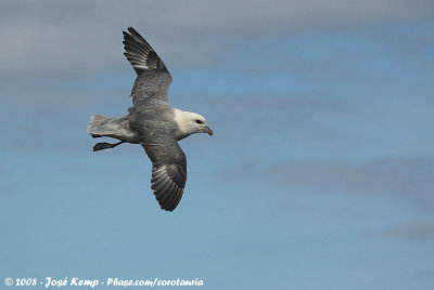 Noordse Stormvogel / Northern Fulmar