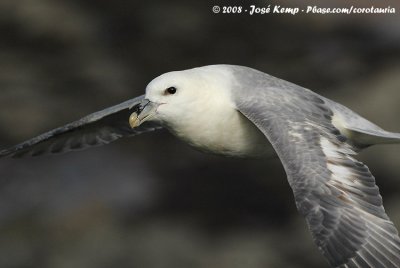 Noordse Stormvogel / Northern Fulmar