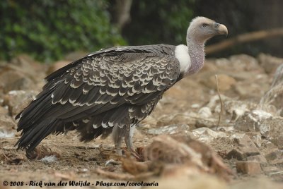Rppells Gier / Rppell's Griffon Vulture